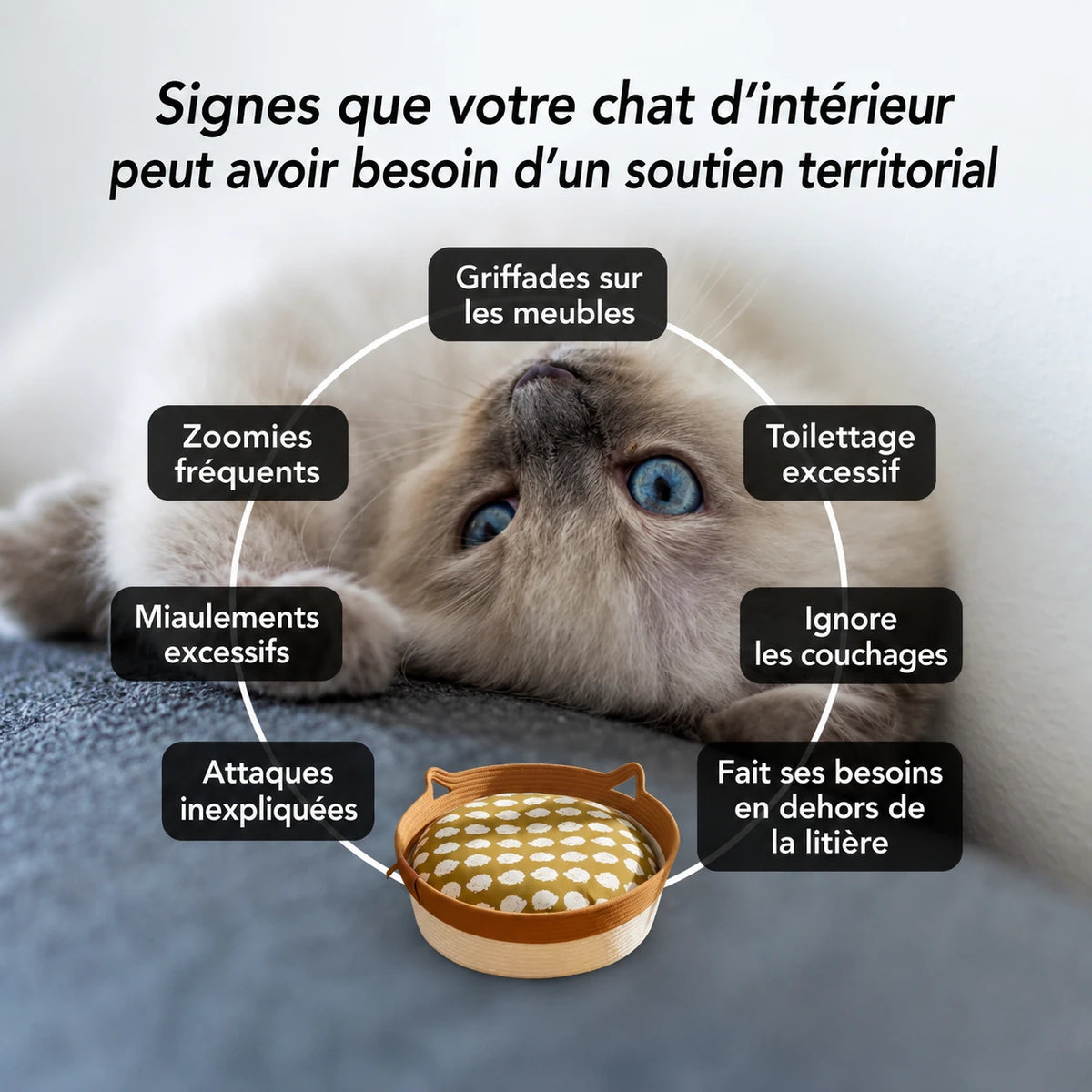 Instinct Basket | Découvrez le premier territoire naturel pour chats d'intérieur validé par la recherche