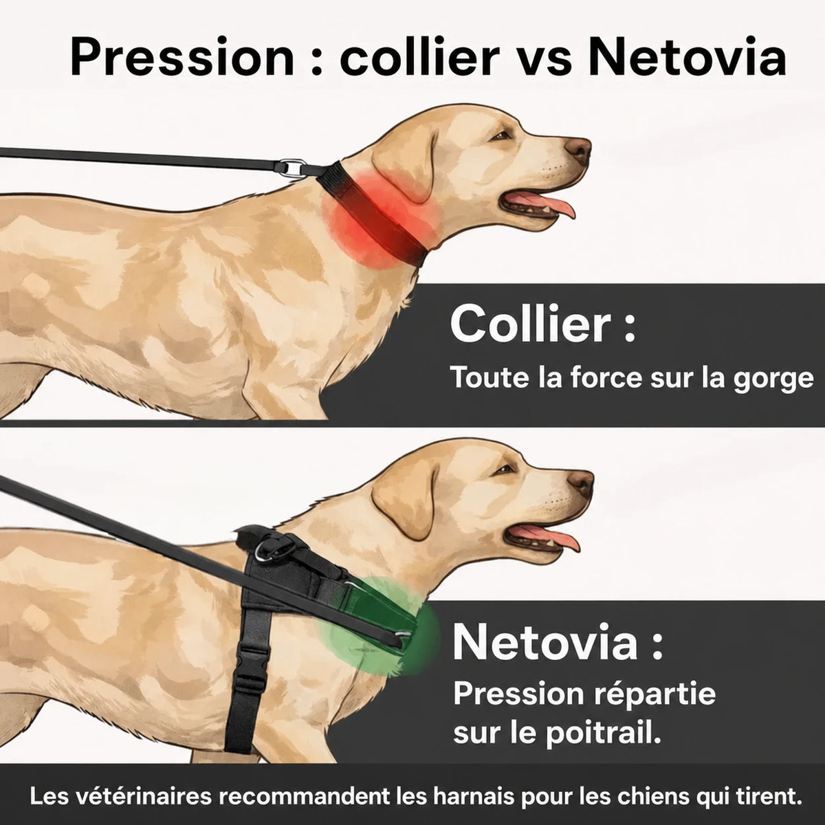 Harnais anti-traction pour chien Netovia